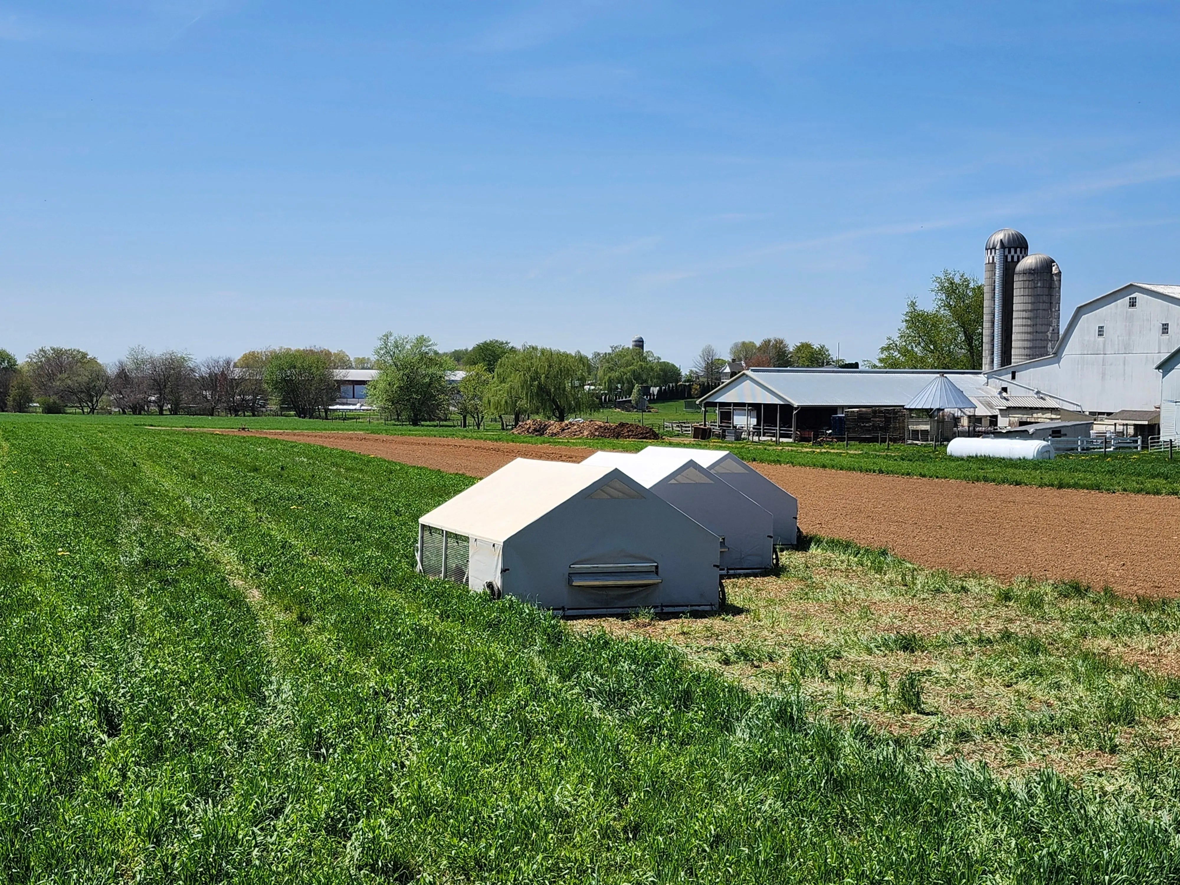 Pastured Poultry Makes the Best Eggs