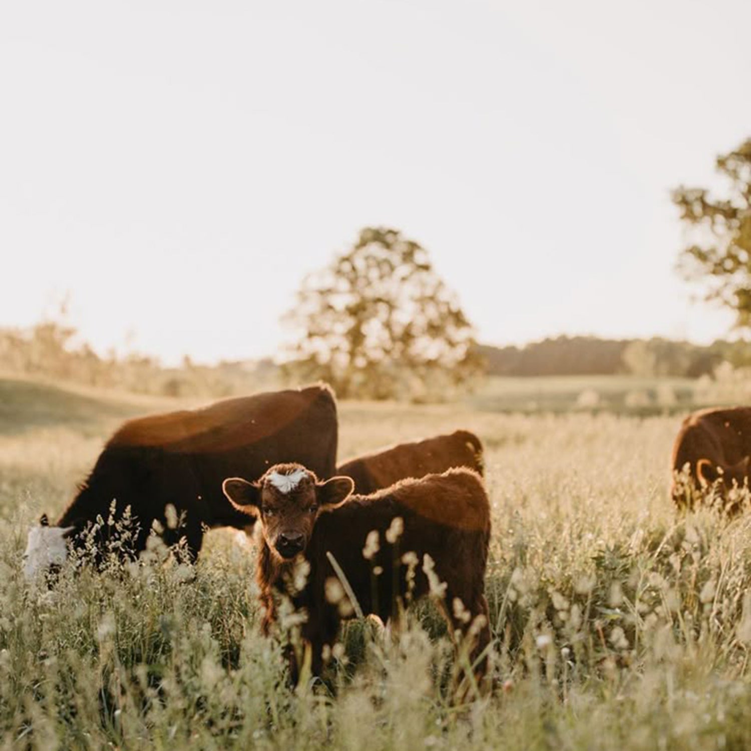 Dairy Supplies - Homeplace Market LLC