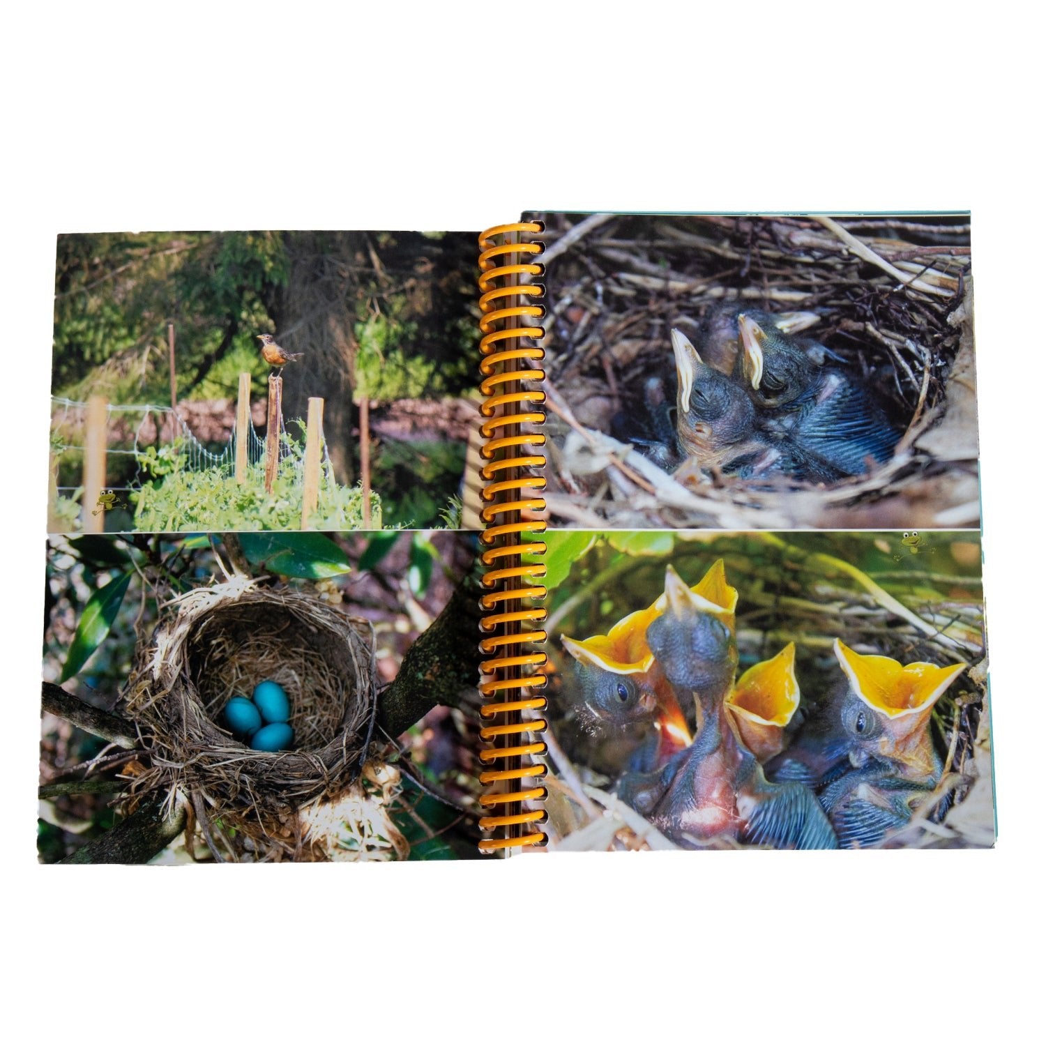 A Summers Worth Book - Pictures, Recipes, Activities for Children - Homeplace Market LLC