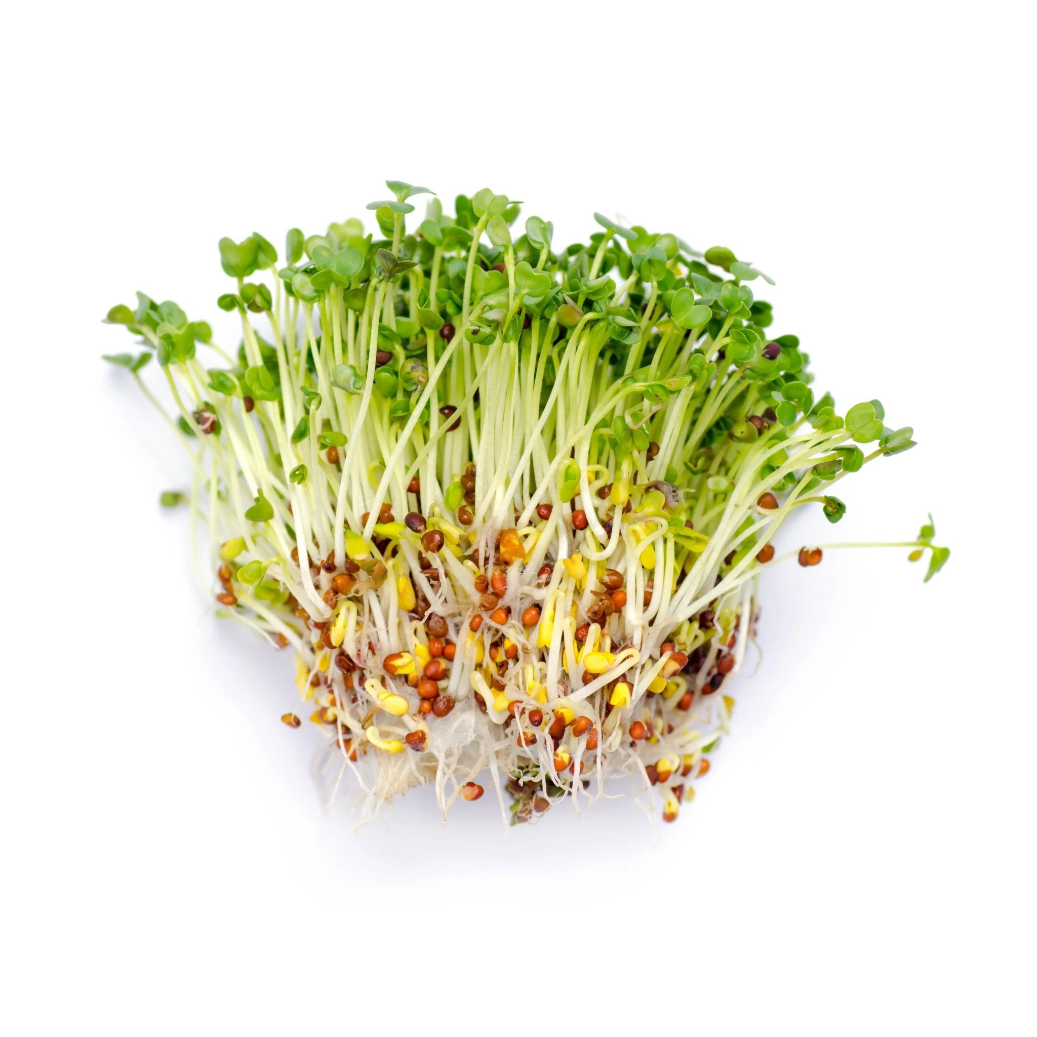 Homeplace - Organic Alfalfa Seeds 8 oz - Homeplace Market LLC