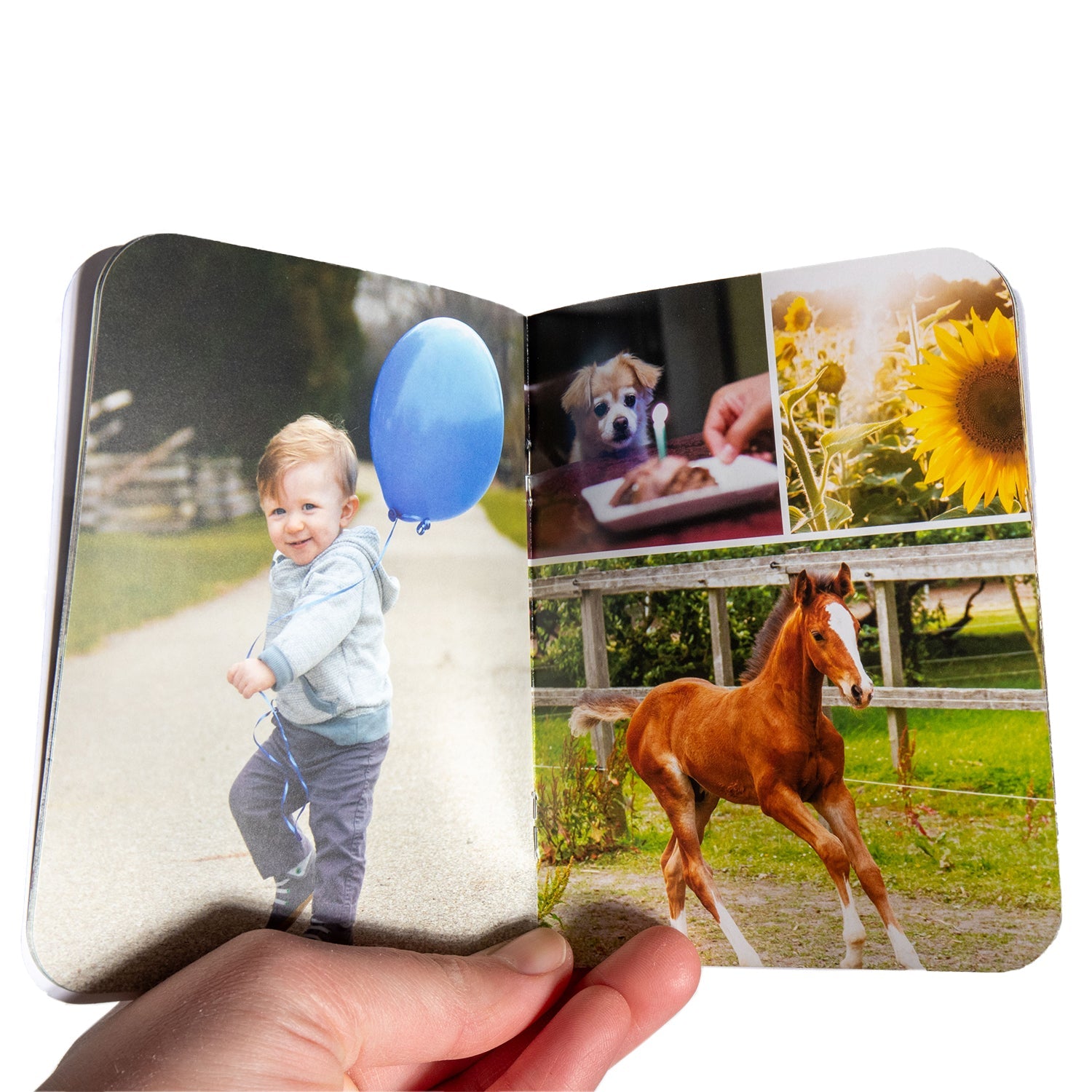 My Little Farm Book - Pictures for Toddlers - Homeplace Market LLC