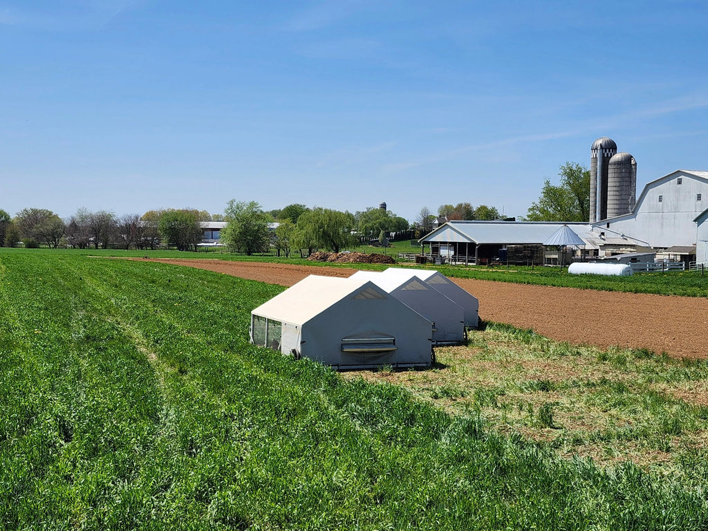 Pastured Poultry Makes the Best Eggs
